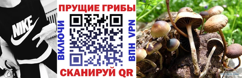 Псилоцибиновые грибы мицелий  Дальнереченск 
